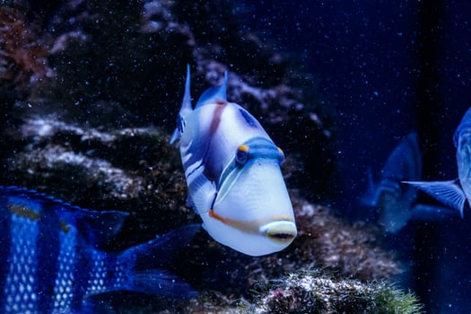 Fish Painted Triggerfish, Rhinecanthus aculeatus photo