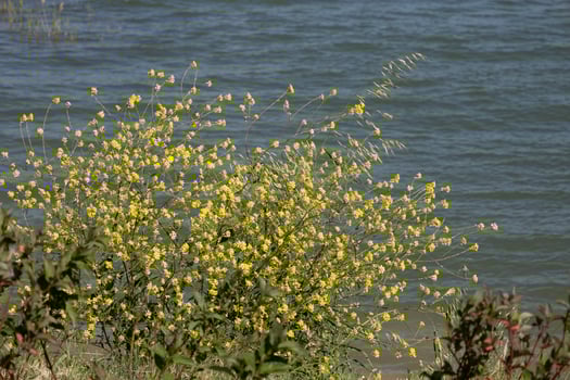 Yellow Wildflowers by the Lakeside in Spring Breeze photo