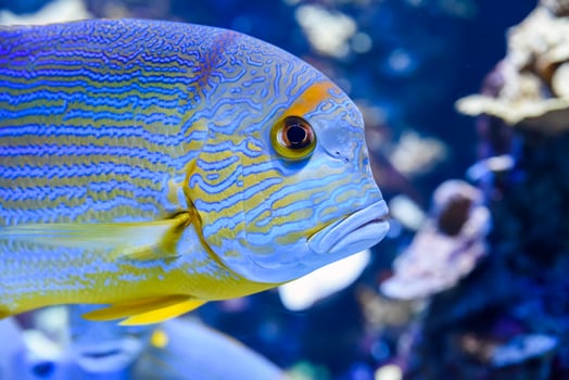 Close-up of a brightly colored sailfin snapper showing sharp blue lines and fin detail in tropical reef tank photo