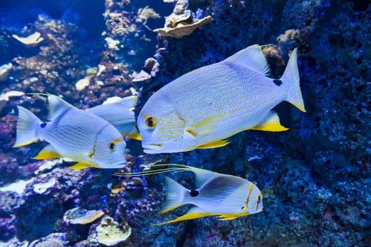 Three sailfin snappers swimming together inside a vibrant coral reef aquarium with strong lighting photo