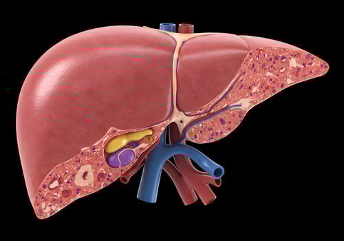 Detailed liver anatomy illustration photo