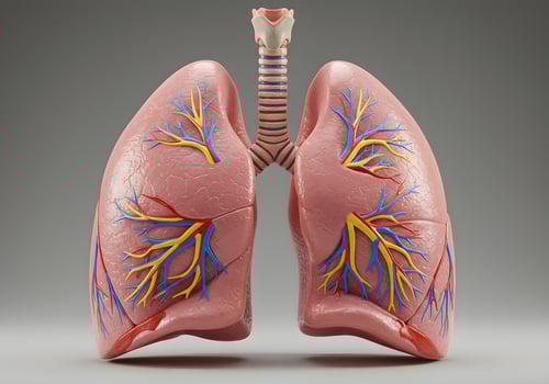 Human lungs anatomy model photo