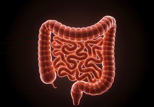 Intestines anatomy medical illustration photo