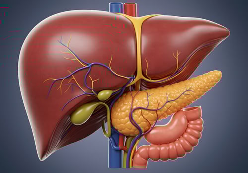 Human liver and pancreas anatomy illustration photo