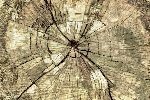 Close up textured detail of a tree stump with growth ring pattern and cracks revealing the passage of time and nature concept photo