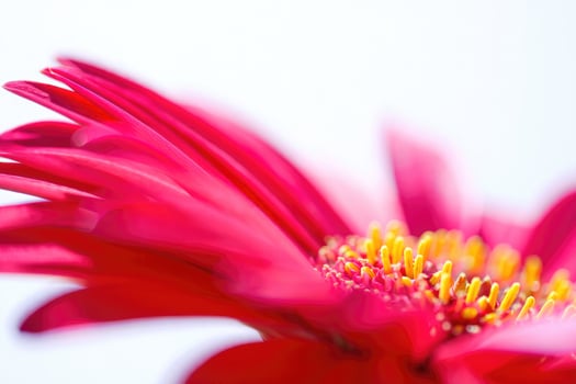 Close up view of vibrant pink flower revealing intricate petal and stamen details photo