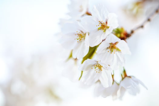 Cherry blossoms bloom in spring showcasing delicate white petals photo