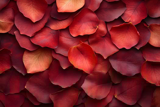 Vibrant Red Rose Petals Background for Romantic Floral Design photo