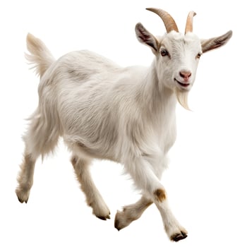 White Goat Running Isolated on White Background photo