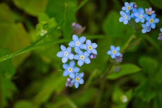 Vibrant image featuring a cluster of delicate blue forget-me-not flowers blooming. photo
