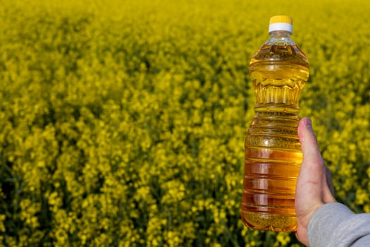 A person holds a bottle of golden canola oil in front of a vast field of bright yellow rapeseed flowers, showcasing nature's bounty photo