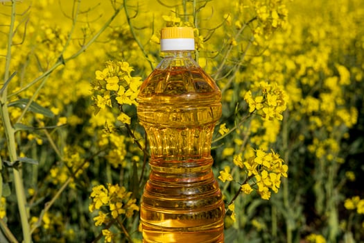A bottle of rapeseed oil is prominently displayed against a backdrop of bright yellow canola flowers in full bloom during the spring season photo