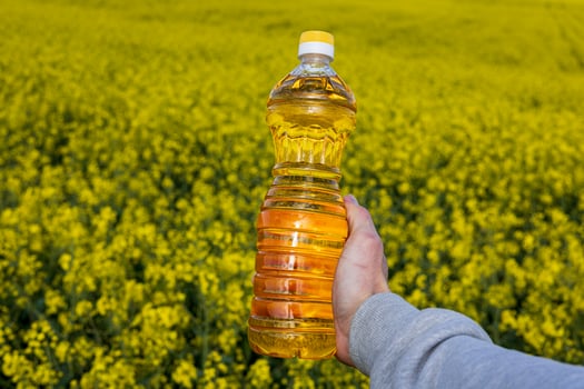 A hand holds a bottle of canola oil in a vast field of blooming rapeseed flowers, illustrating the connection between farming and the environment photo