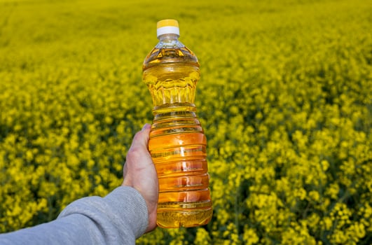 A hand holds a bottle of rapeseed oil in front of a vast yellow canola field under clear blue skies, symbolizing agriculture and growth photo