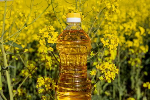 Vibrant yellow rapeseed flowers bloom in a large field as a bottle of oil stands among them on a clear sunny day, showcasing agricultural beauty photo