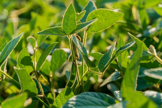 Lush soybean plants stretch towards sunlight in a vibrant field, showcasing healthy green leaves during mid-summer photo