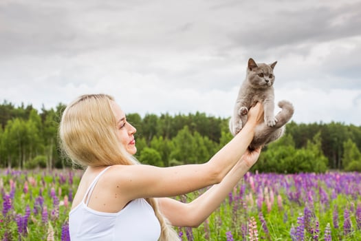 moscow, russia, 13.07.2017 A woman holding a cat in a field of purple flowers photo