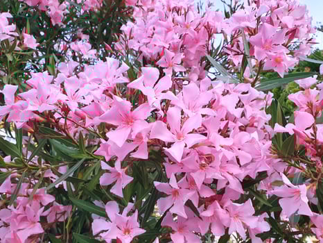 A flowering oleander with pink flowers photo