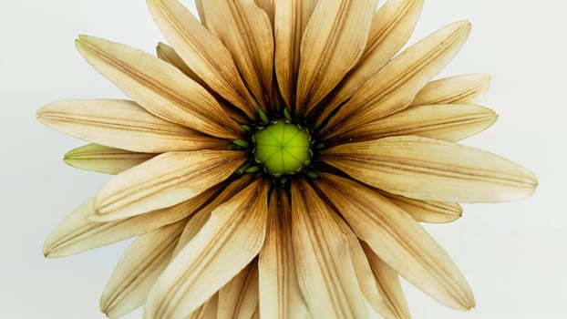 Close Up of Isolated Flower Head photo