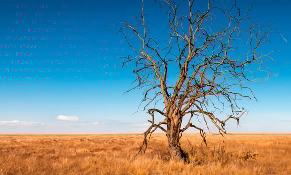 Desolate landscape with dry trees in the desert landscape, reminiscent of loneliness, abandonment and isolation htmla photo