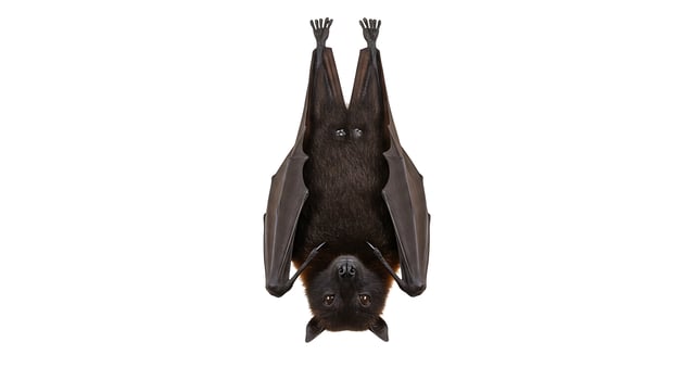 Hanging Bat Upside Down Isolated on White Background Wildlife photo