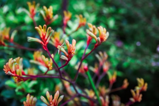 Close view of colorful Anigozanthos flavidus flowers showing orange green red tones. Tropical kangaroo paw plant in Singapore. photo