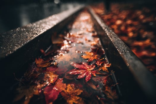 Autumn leaves on a waterway photo