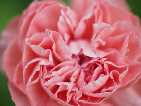 Beautiful close up of a pink carnation blooming in a garden during spring photo
