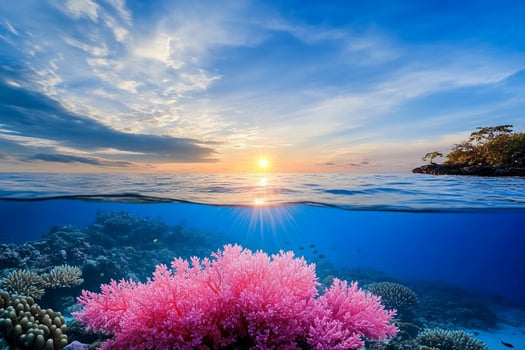 A coral reef with pink flowers and a sunset photo