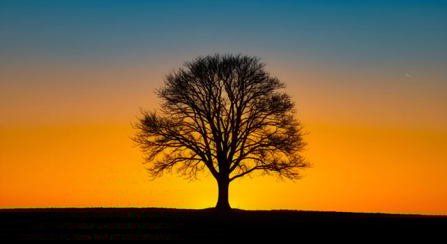 Silhouette of a Tree at Sunset photo