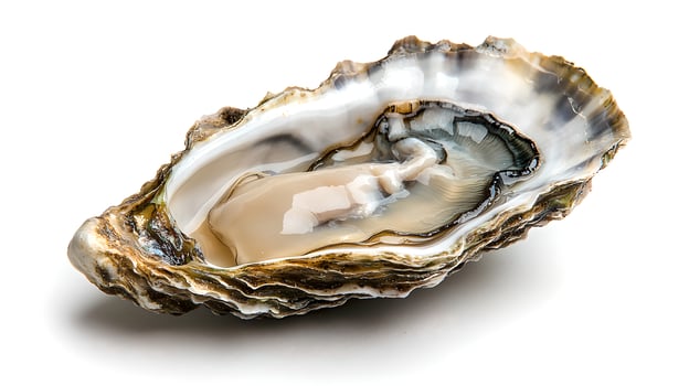 An oyster is shown on a white background photo