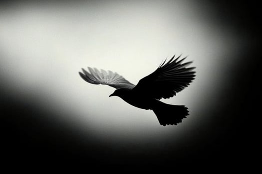 A black bird flying in the dark photo