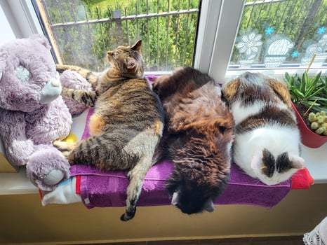 Three plump cats with glossy fur cuddling together on a sunlit windowsill, basking in warm daylight. Cozy domestic scene with pets photo