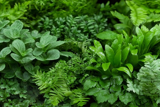 A variety of green plants are shown in this image photo