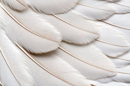 White feathers on a white background photo