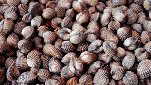 Fresh Cockle Shells in Abundance Displayed at Seafood Market for Culinary and Marine Enthusiasts photo