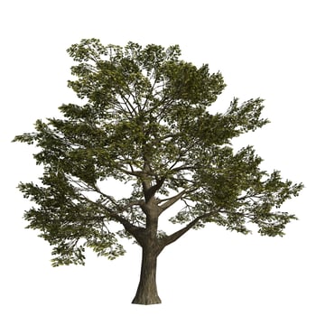 A large tree is shown on white background photo