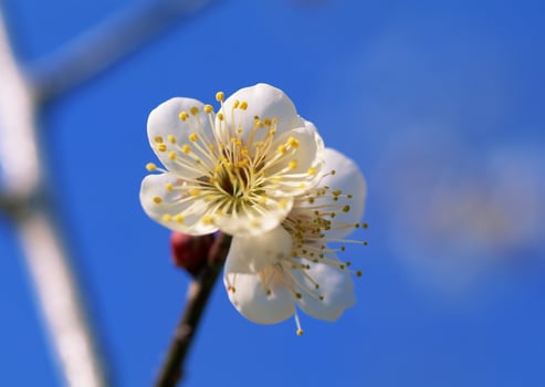 A single white flower on a branch of a tree photo