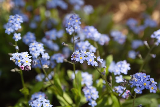 Pale blue myosotis sylvatica in bloom. Nature photo