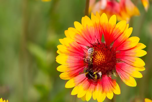 Bees on the flower Gaillardia aristata in bloom photo