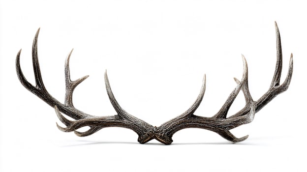 Beautiful Antlers Isolated on White Background for Wildlife Designs and Decor photo