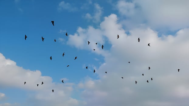 Seagulls Flying Against Blue Cloudy Sky photo