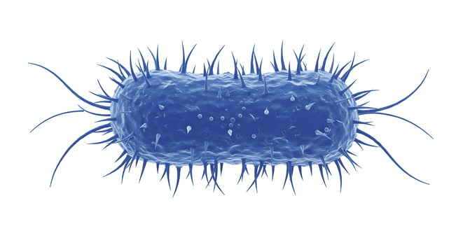 Isolated Bacteria Cell Illustration on White Background photo