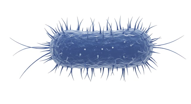 Bacteria Cell Illustration on White Background for Science Education photo