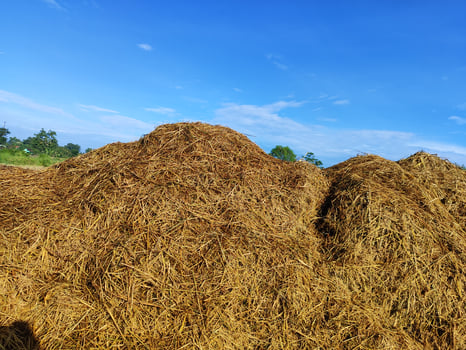 Organic Manure Heap Ready for Soil Fertilization on Farmland photo