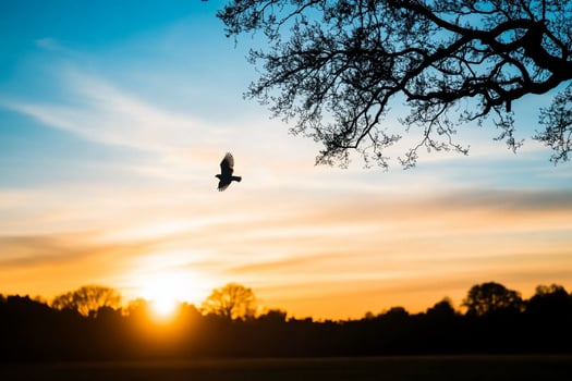 A bird flying over a field at sunset photo