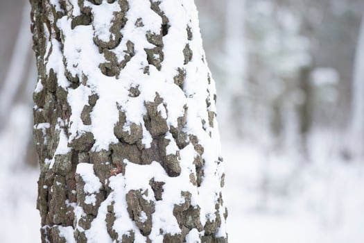 An old tree trunk covered with white snow. photo