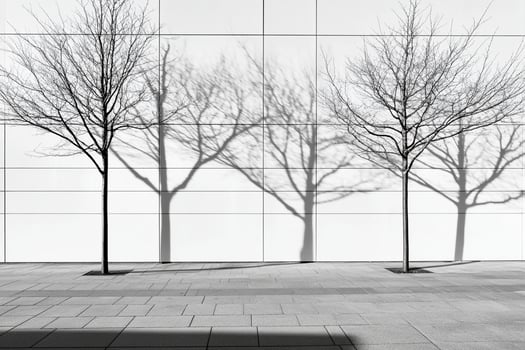 Three trees cast shadows on a wall photo