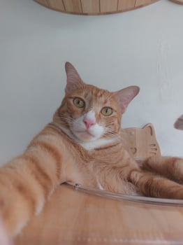 Funny ginger cat taking a selfie, cute pet portrait from below. photo