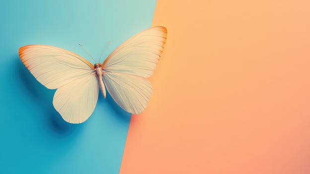 Colorful butterfly on dual backgrounds photo